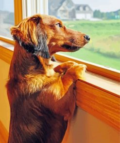 Dachshund Miniature Looking Out A Window paint by numbers