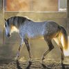 Dapple Grey Horse paint by numbers