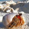Hermit Crab paint by numbers