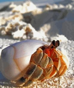 Hermit Crab paint by numbers