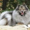 Keeshond Dog Animals paint by numbers