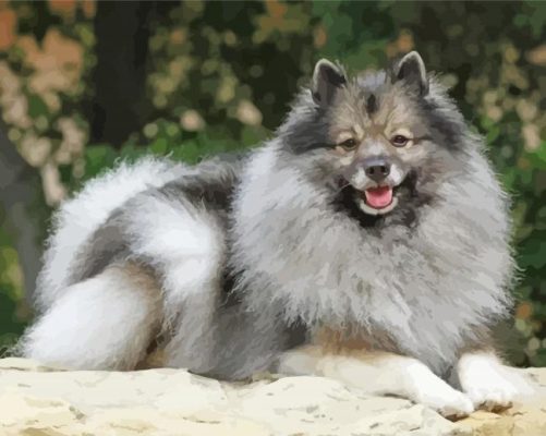 Keeshond Dog Animals paint by numbers