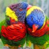 Lory Couple Birds paint by numbers