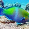 Parrot Fish Illustration paint by numbers