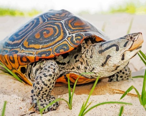 Terrapin Turtle Reptile Paint By Number