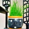 Wheatgrass In Pot Paint By Numbers