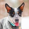 Australian Cattle Dog Animal paint by numbers