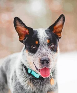 Australian Cattle Dog Animal paint by numbers