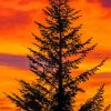 Balsam Fir Tree Silhouette paint by numbers