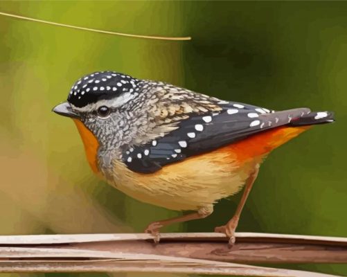 Black And Orange Pardalote Paint By Numbers