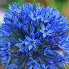 Blue Allium Flower paint by numbers