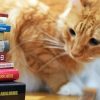 Cute Cat And Books paint by numbers