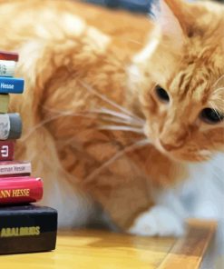 Cute Cat And Books paint by numbers