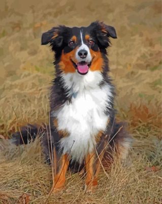 Cute Black Tri Australian Shepherd paint by numbers