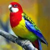 Eastern Rosellas paint by numbers