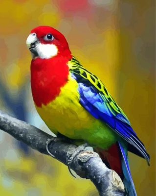 Eastern Rosellas paint by numbers