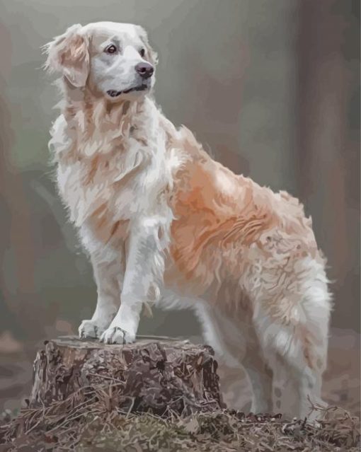 English Cream Golden Retriever Paint By Numbers