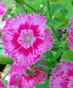 Pink Sweet William paint by numbers