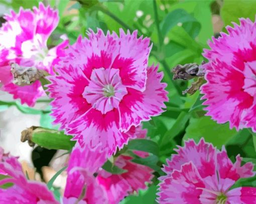 Pink Sweet William paint by numbers