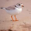Piping Plover paint by numbers