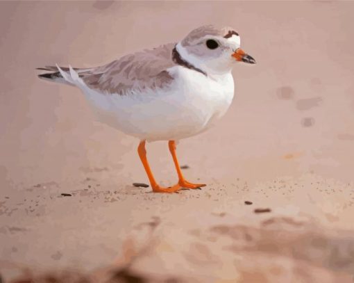 Piping Plover paint by numbers