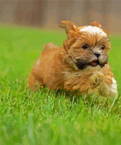 Shorkie Puppy Running paint by numbers