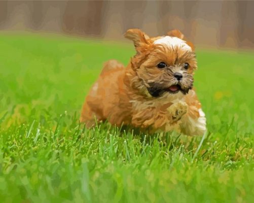 Shorkie Puppy Running paint by numbers