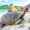 Aldabra Seychelles Tortoise Paint By Numbers