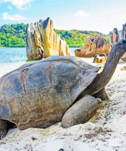Aldabra Seychelles Tortoise Paint By Numbers