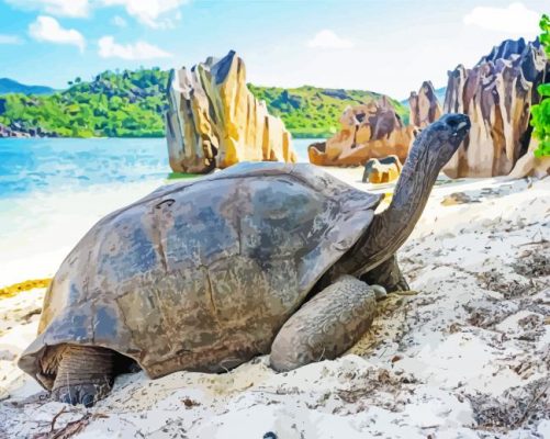 Aldabra Seychelles Tortoise Paint By Numbers