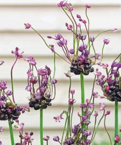 Allium Plants Paint By Numbers