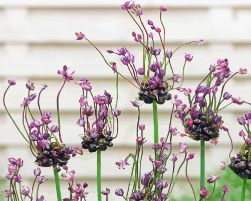 Allium Plants Paint By Numbers