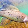 Big Arctic Grayling Fish Paint By Numbers