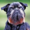 Black Brussels Griffon Paint By Numbers