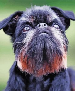 Black Brussels Griffon Paint By Numbers