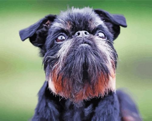 Black Brussels Griffon Paint By Numbers