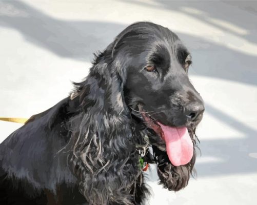 Black Cocker Spaniel Paint By Numbers