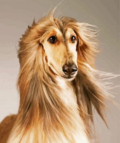 Blonde Afghan Hound Paint By Numbers