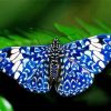 Blue And White Butterfly Paint By Numbers