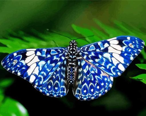 Blue And White Butterfly Paint By Numbers