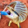 Blue Tongued Skink Reptile Paint By Numbers