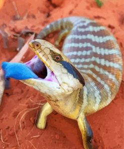 Blue Tongued Skink Reptile Paint By Numbers