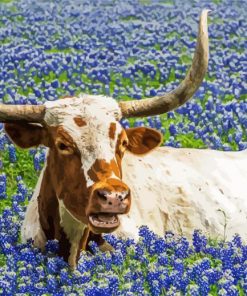 Bluebonnet And Longhorn Animal Paint By Numbers