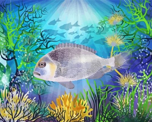 Bream Fish Underwater Paint By Numbers