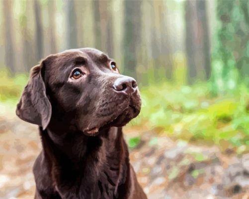 Chocolate Labrador Paint By Numbers