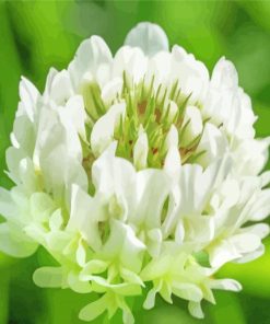 Close Up White Clover Paint By Numbers