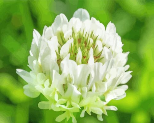 Close Up White Clover Paint By Numbers