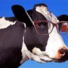Cow Wearing Glasses Paint By Numbers