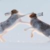 Fighting Hares In Snow Paint By Numbers