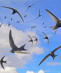 Flying Swifts Paint By Numbers